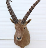 Opgezette kop ALPEN STEENBOK (Capra ibex)
