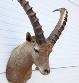 Opgezette kop ALPEN STEENBOK (Capra ibex)