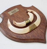 Groot schild tanden EVERZWIJN / WILD ZWIJN