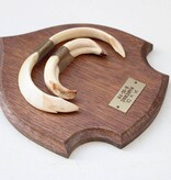 Groot schild tanden EVERZWIJN / WILD ZWIJN