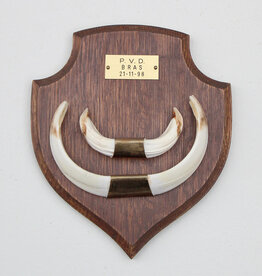 Groot schild tanden EVERZWIJN / WILD ZWIJN - ref.  G