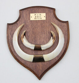 Groot schild tanden EVERZWIJN / WILD ZWIJN - ref.  N