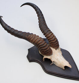 Schedel SPRINGBOK op houten schild - ref. U