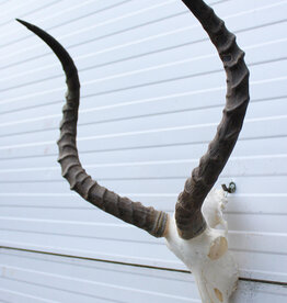 Schedel IMPALA ANTILOPE  - ref.  PP