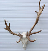 Abnorm DAMHERT GEWEI compleet met kiezen - Hongarije