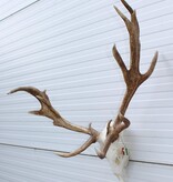 Abnorm DAMHERT GEWEI compleet met kiezen - Hongarije