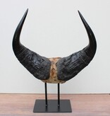 Schedel Afrikaanse BOS BUFFEL op metalen sokkel