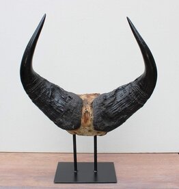 Schedel Afrikaanse BOS BUFFEL op metalen sokkel