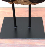 Schedel Afrikaanse BOS BUFFEL op metalen sokkel