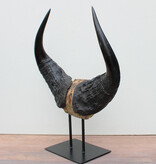 Schedel Afrikaanse BOS BUFFEL op metalen sokkel