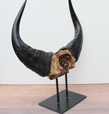 Schedel Afrikaanse BOS BUFFEL op metalen sokkel