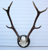 Klein EDELHERT GEWEI, ongelijke 10-ender op schild