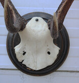 Klein EDELHERT GEWEI, ongelijke 10-ender op schild