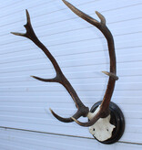 Klein EDELHERT GEWEI, ongelijke 10-ender op schild