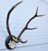 Klein EDELHERT GEWEI, ongelijke 10-ender op schild