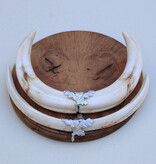 Tanden WRATTENZWIJN op wortelhouten schild