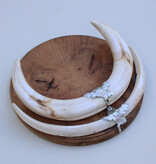 Tanden WRATTENZWIJN op wortelhouten schild