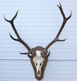 EDELHERT GEWEI 10-ender op houten schild