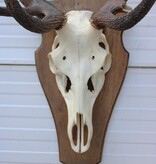 EDELHERT GEWEI 10-ender op houten schild