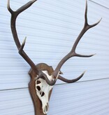 EDELHERT GEWEI 10-ender op houten schild