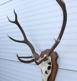 EDELHERT GEWEI 10-ender op houten schild