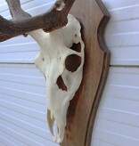 EDELHERT GEWEI 10-ender op houten schild