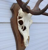 EDELHERT GEWEI 10-ender op houten schild