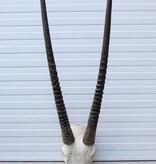 Grote  schedel SPIESBOK / ORYX