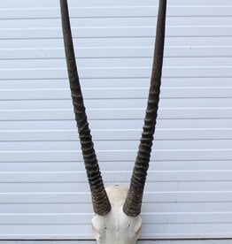 Grote schedel SPIESBOK / ORYX - ref. PP