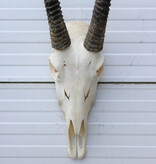 Grote  schedel SPIESBOK / ORYX
