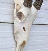 Grote  schedel SPIESBOK / ORYX