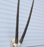 Grote  schedel SPIESBOK / ORYX