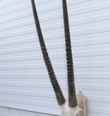 Grote  schedel SPIESBOK / ORYX