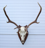 EDELHERT GEWEI 8-ender op houten schild