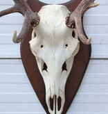 EDELHERT GEWEI 8-ender op houten schild