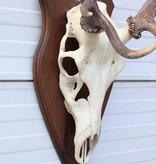 EDELHERT GEWEI 8-ender op houten schild