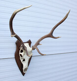 EDELHERT GEWEI 8-ender op houten schild