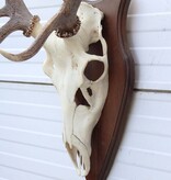 EDELHERT GEWEI 8-ender op houten schild