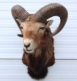 Opgezette KOP MOEFLON RAM