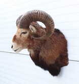 Opgezette KOP MOEFLON RAM