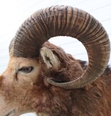 Opgezette KOP MOEFLON RAM