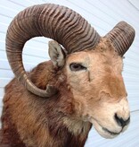 Opgezette KOP MOEFLON RAM