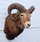 Opgezette KOP MOEFLON RAM