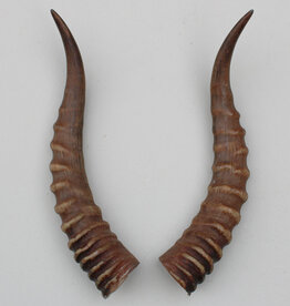 Hoornpaar BLESBOK antilope