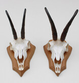 2 x  GEMS hoorns / gewei op  licht eiken schild