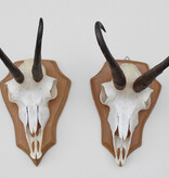 2 x  GEMS hoorns / gewei op  licht eiken schild