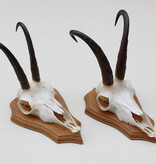 2 x  GEMS hoorns / gewei op  licht eiken schild