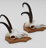 2 x  GEMS hoorns / gewei op  licht eiken schild