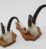 2 x  GEMS hoorns / gewei op  licht eiken schild