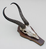 Schedel SPRINGBOK op houten schild